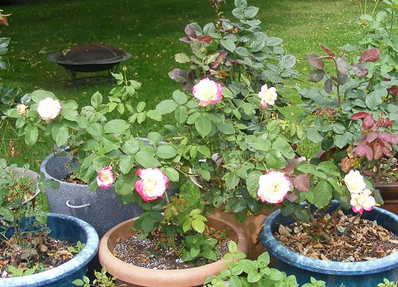 Double Delight photo 2014_07130010_zps897dd2a2.jpg